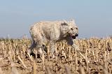 BOUVIER DES ARDENNES 131